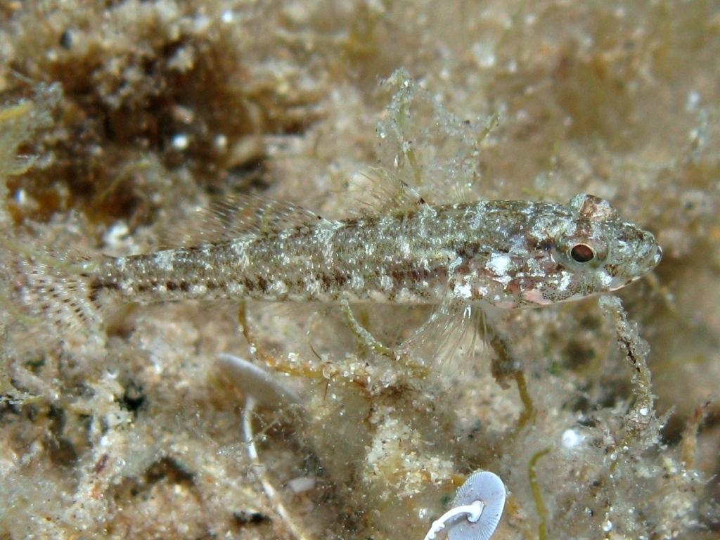 Piccolo ghiozzo da identificare (Zebrus zebrus o Millerigobius macrocephalus)